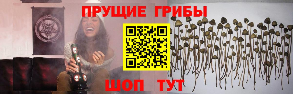 Псилоцибиновые грибы Psilocybe Томск